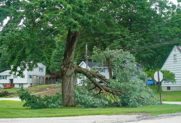 Best Arborist Consultation Services  in Myers Corner, NY