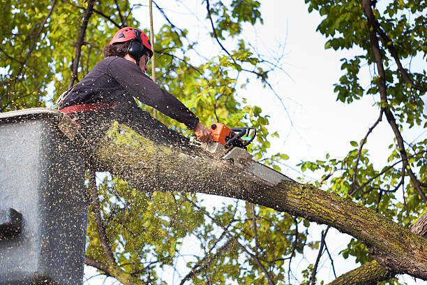 Best Arborist Consultation Services  in Myers Corner, NY